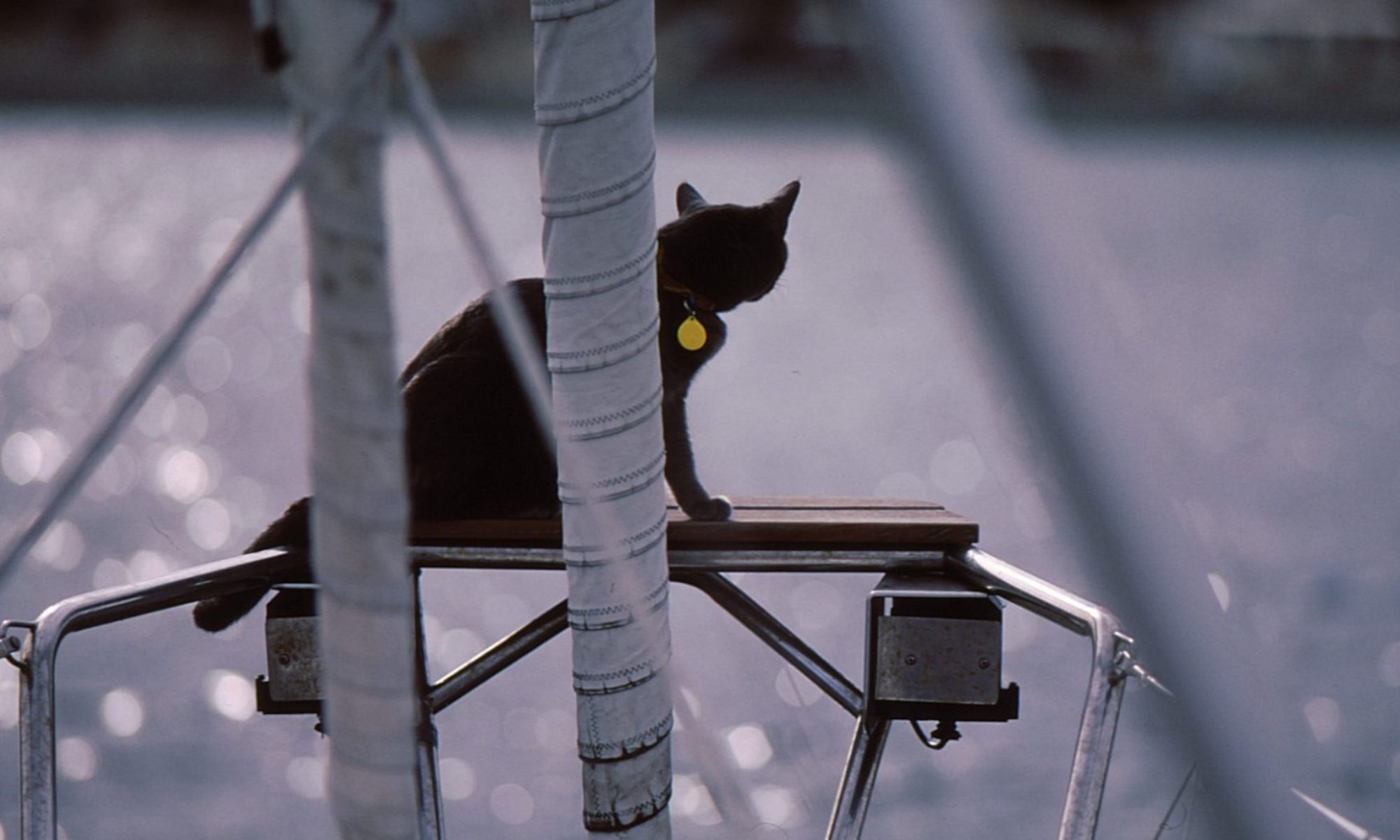 猫のグリとヨットの旅